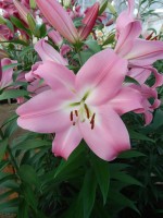 [4163 Tabledance Mak No12.JPG]